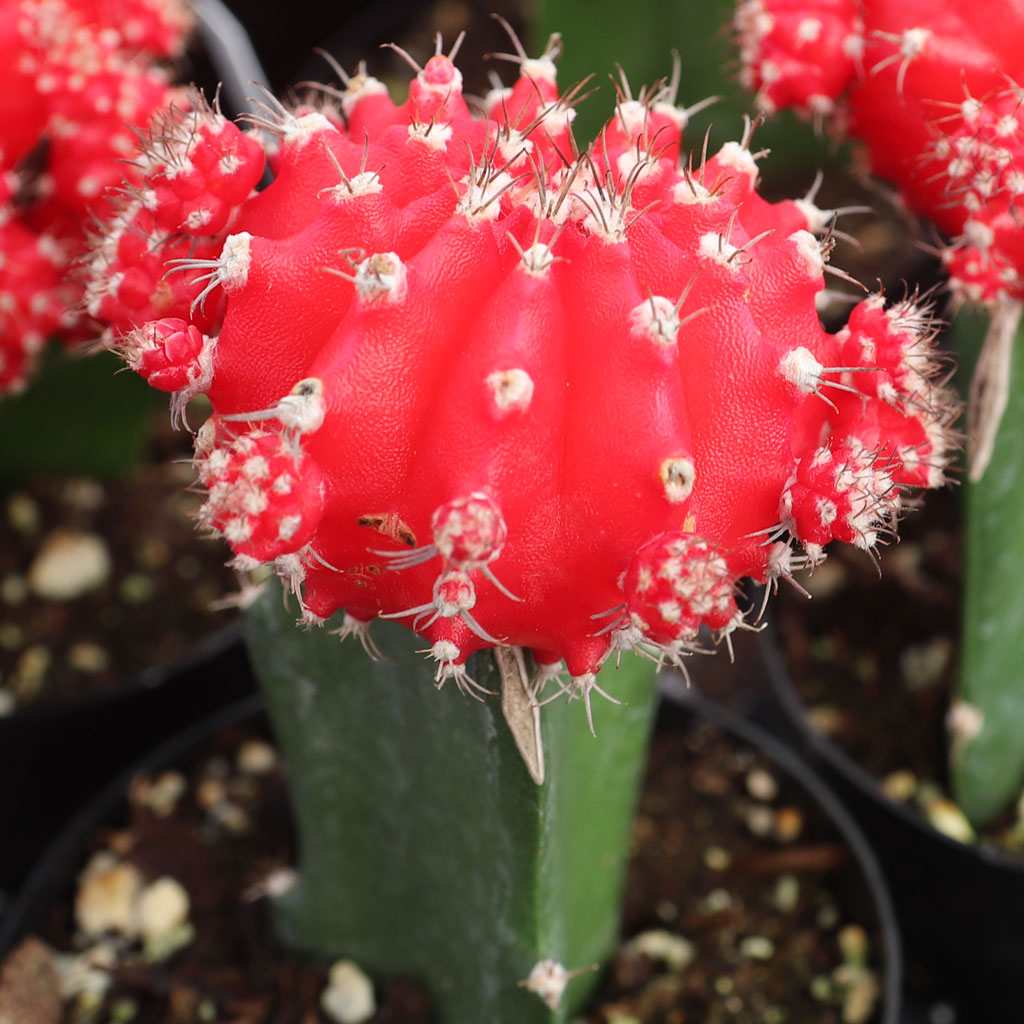 Does Gymnocalycium mihanovichii - Grafted Moon Cactus [red]come in a container with any soil?