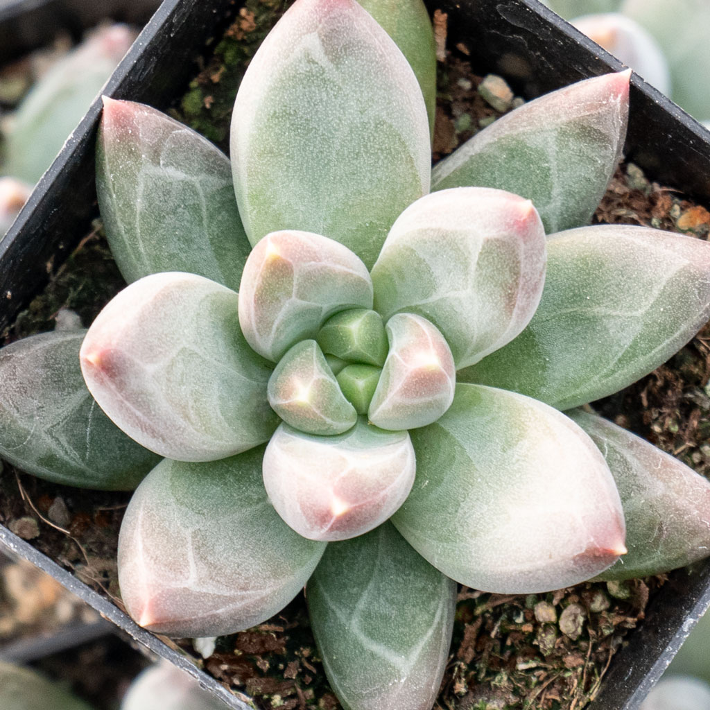 Pachyveria 'Bea' Questions & Answers
