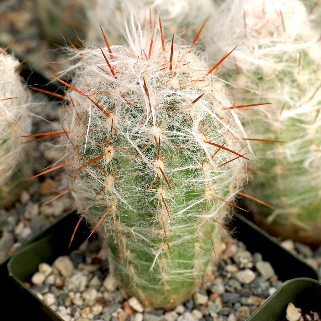 Oreocereus trollii [large] How large is the cactus?