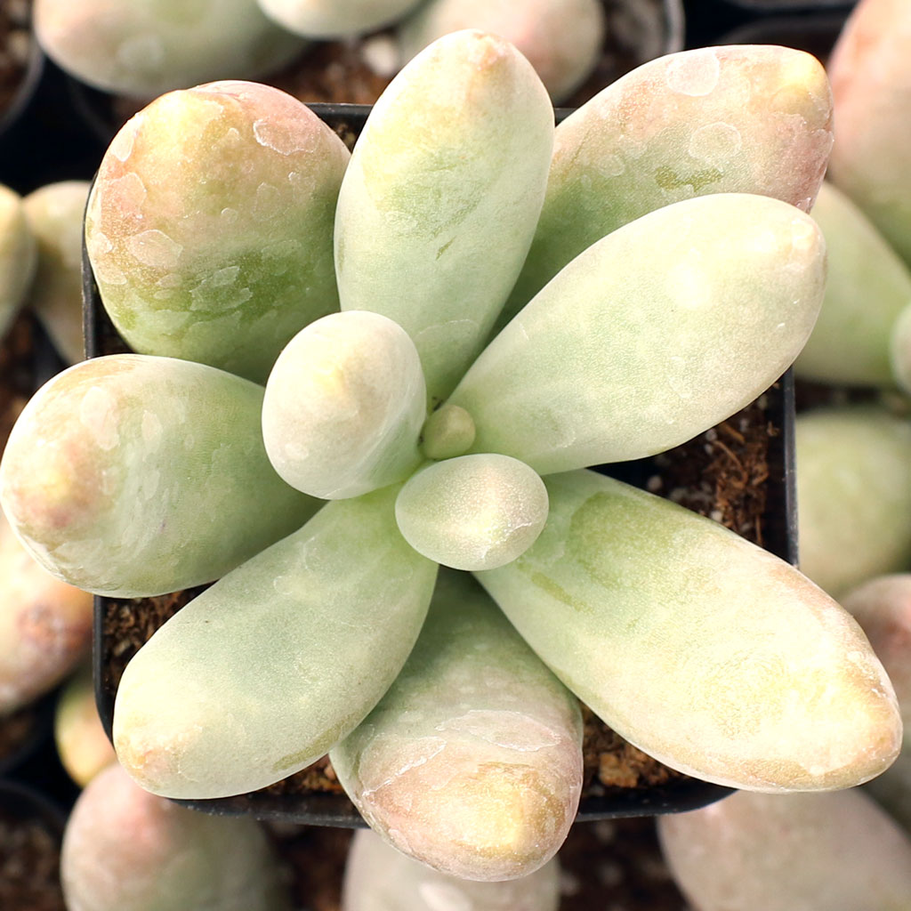 Pachysedum 'Ganzhou' Questions & Answers