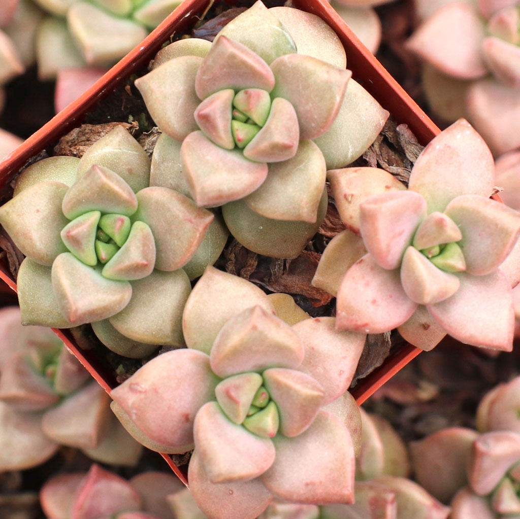 Graptopetalum mendozae Questions & Answers