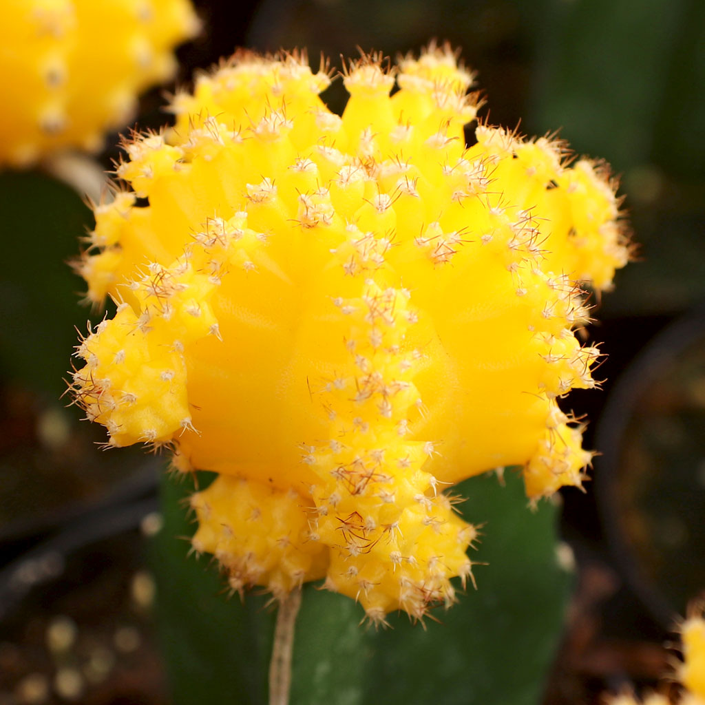 Gymnocalycium mihanovichii - Grafted Moon Cactus [yellow] Questions & Answers