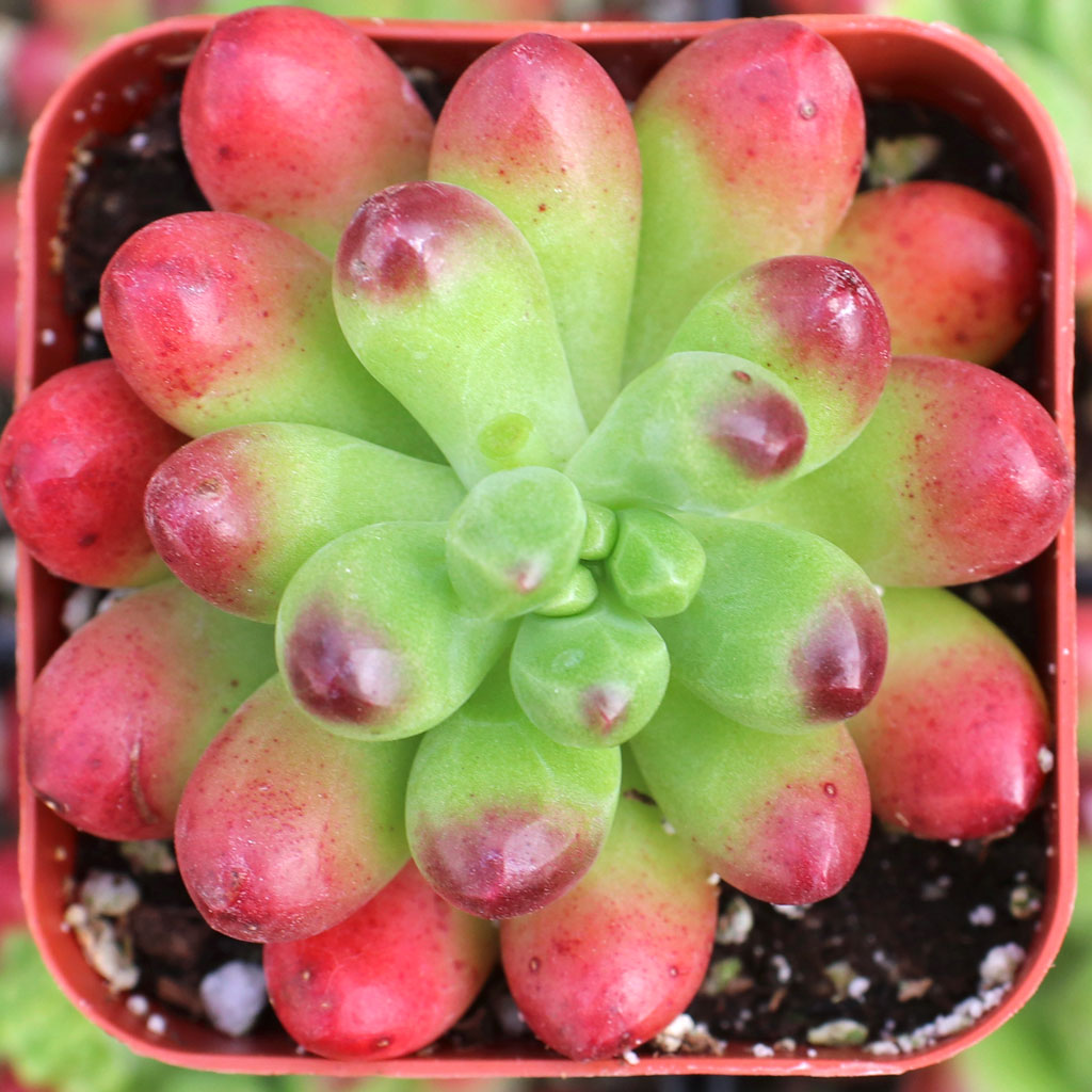 Does this plant form a "carpet" like other sedums, or is it mainly a single-crown plant like echevarias?  Thanks.