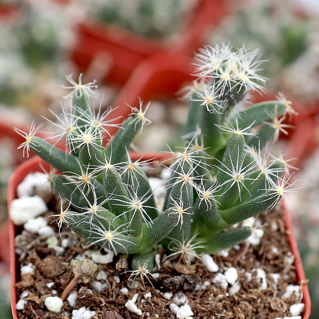 Trichodiadema densum - Mini Desert Rose Questions & Answers