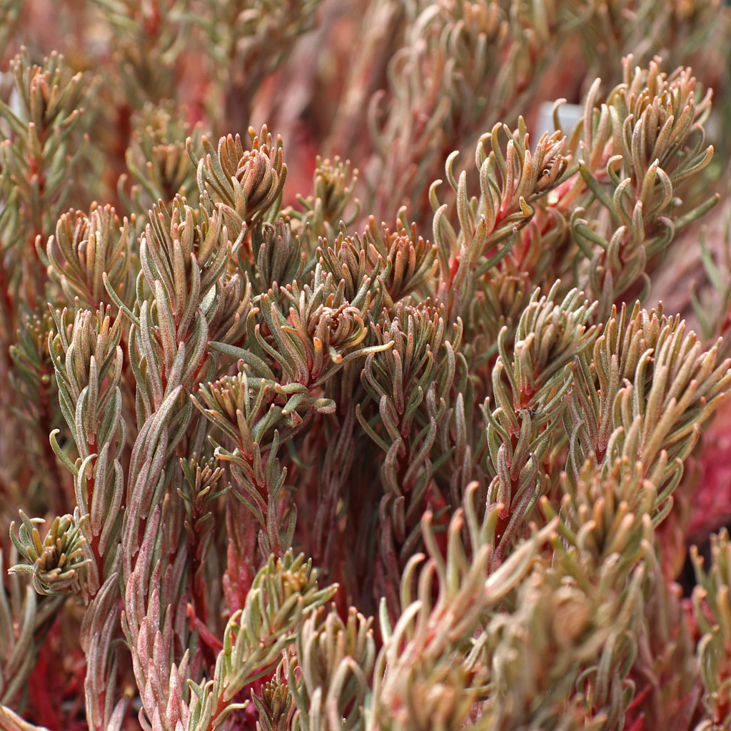 Sedum polytrichoides 'Chocolate Ball' Questions & Answers