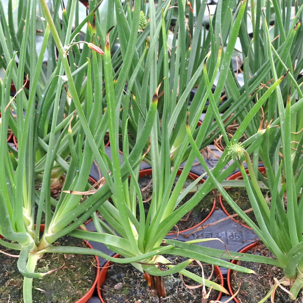 Bulbine frutescens - Stalked Bulbine [large] Questions & Answers