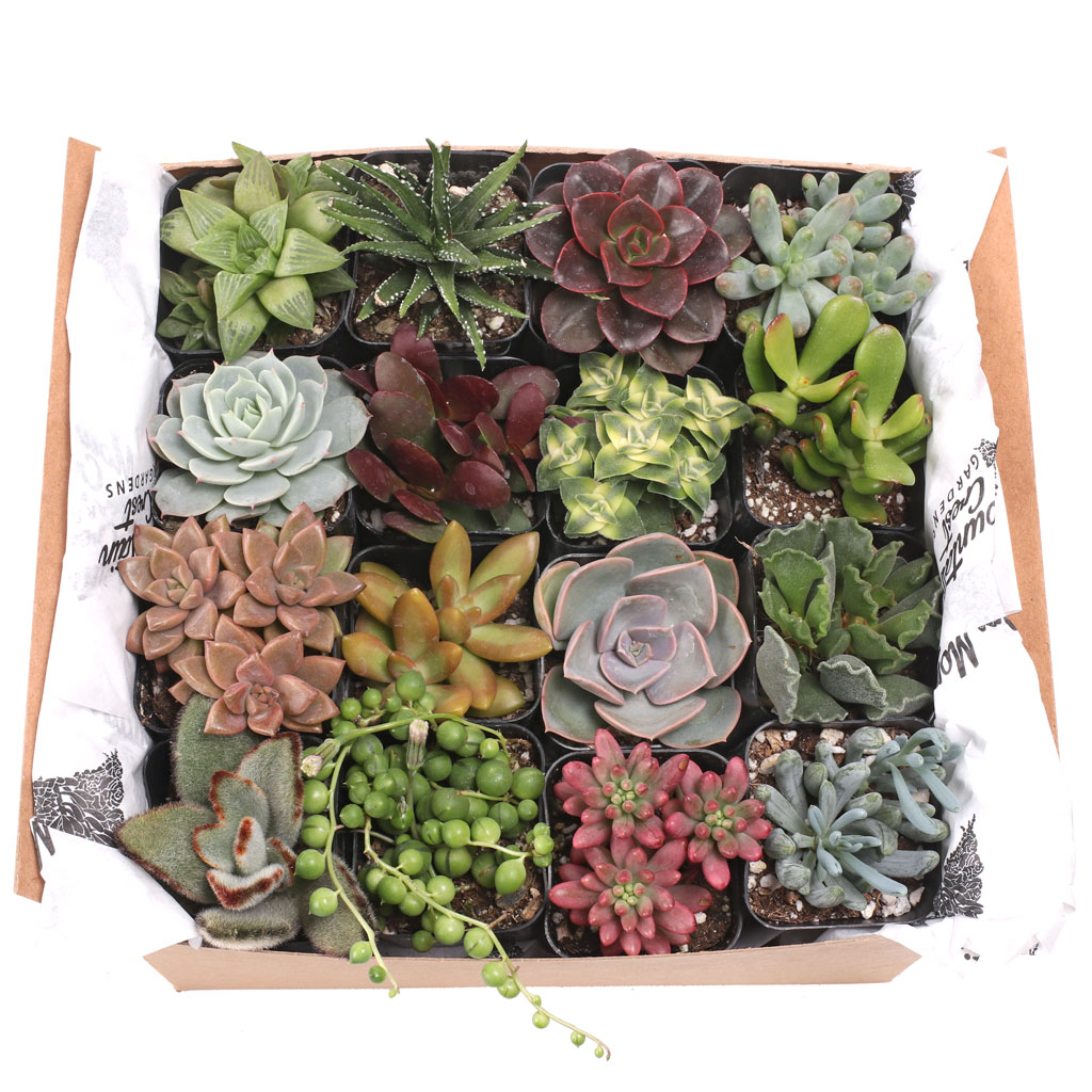 Succulent Sampler Gift Box - 16 Unique Varieties - 2in Pots Questions & Answers