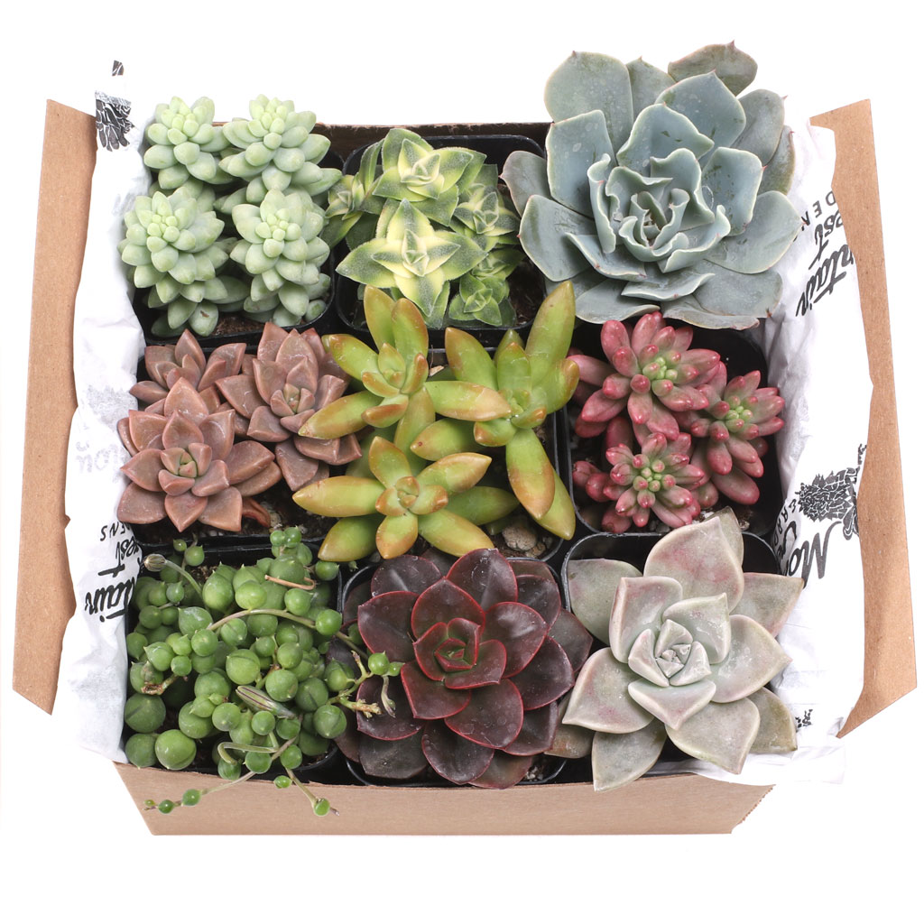 Succulent Sampler Gift Box - 9 Unique Varieties - 2in Pots Questions & Answers