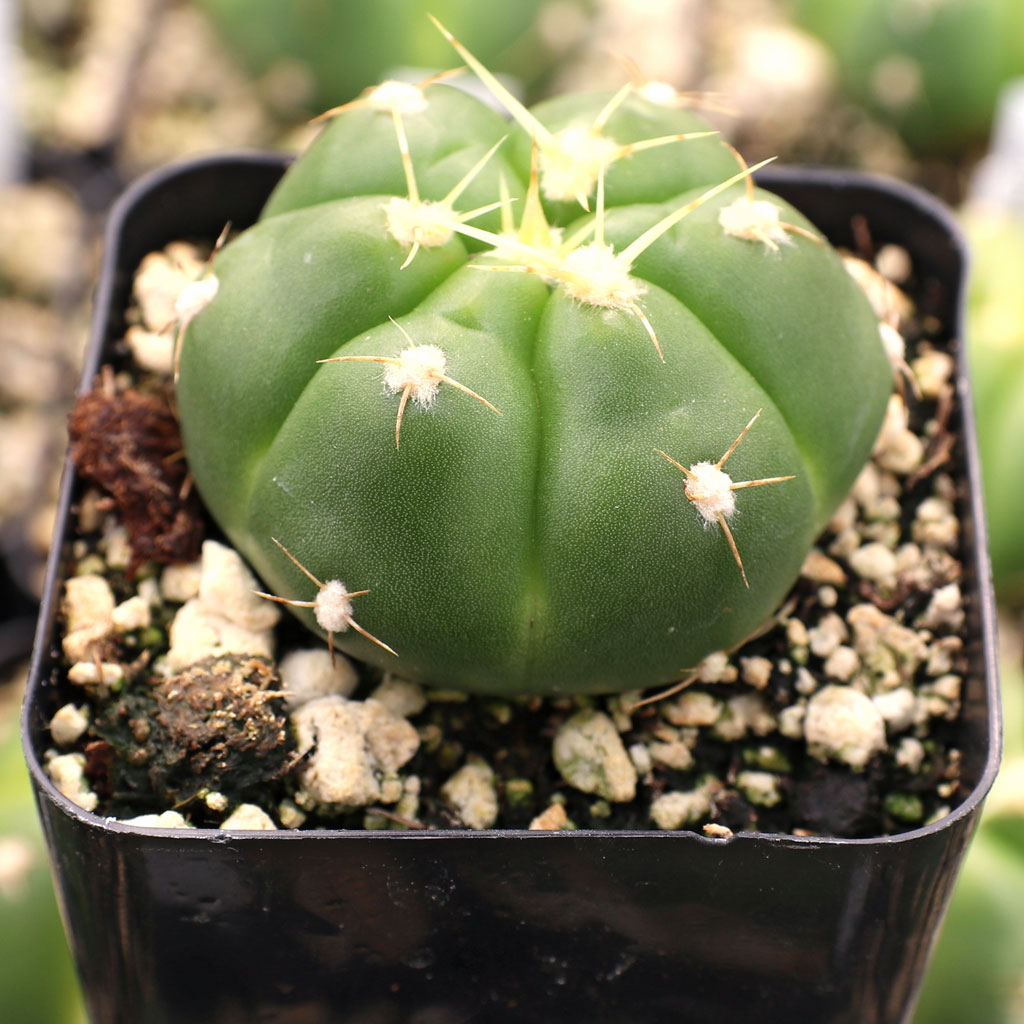 Gymnocalycium horstii ssp. buenekeri Questions & Answers