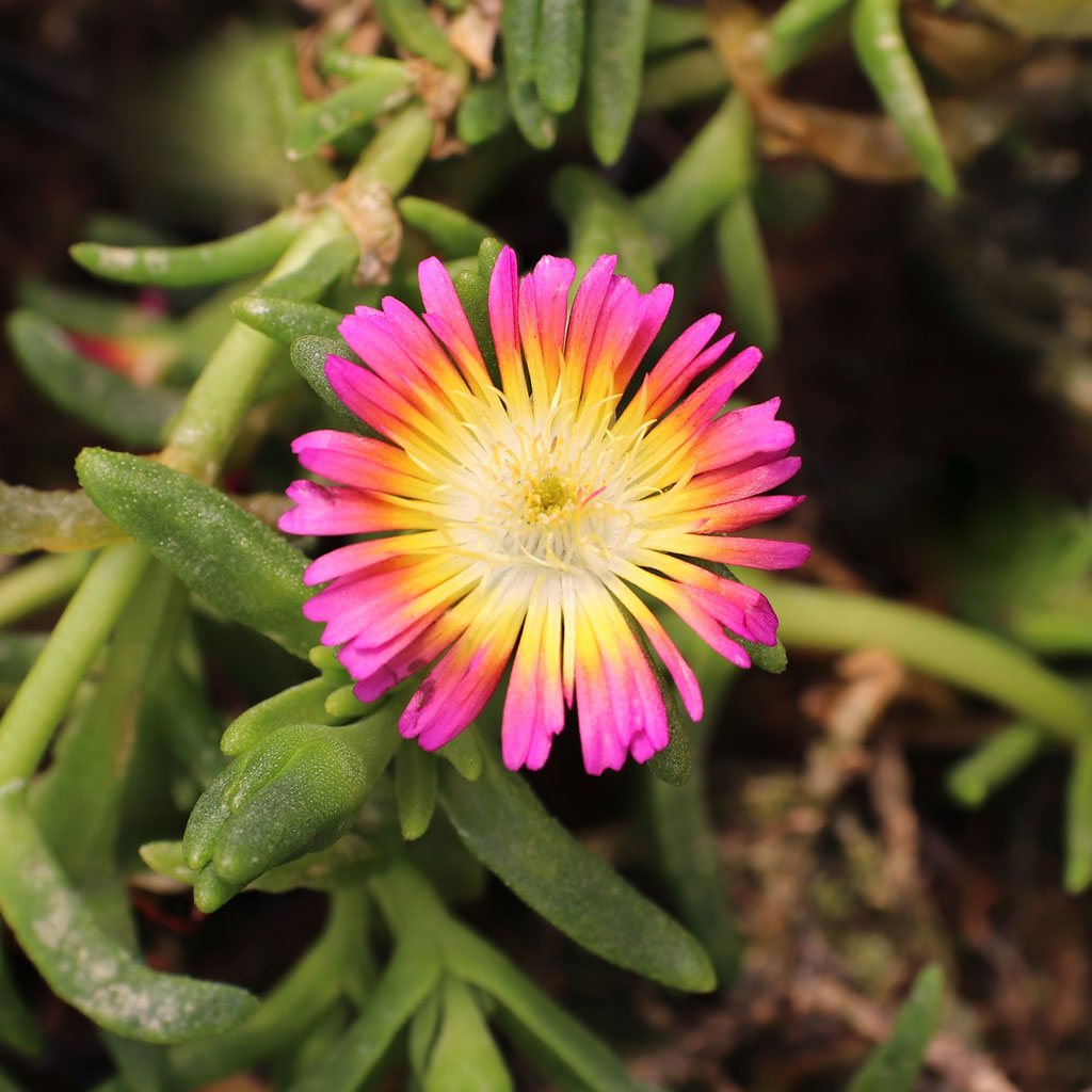 Can any Delosperma be planted directly into the ground in zone 6, each plant description recommends a raised bed.