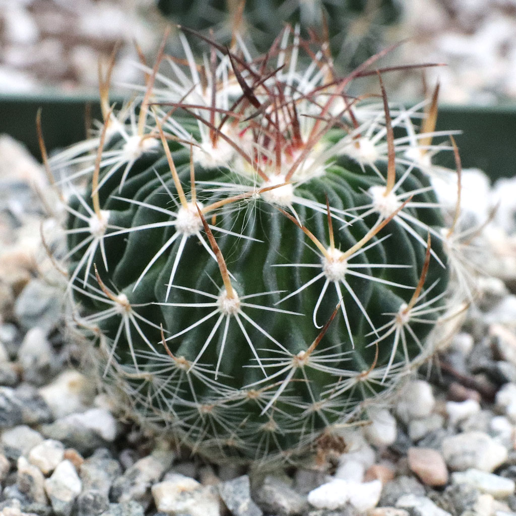 Stenocactus 'Cinco de Mayo' Questions & Answers
