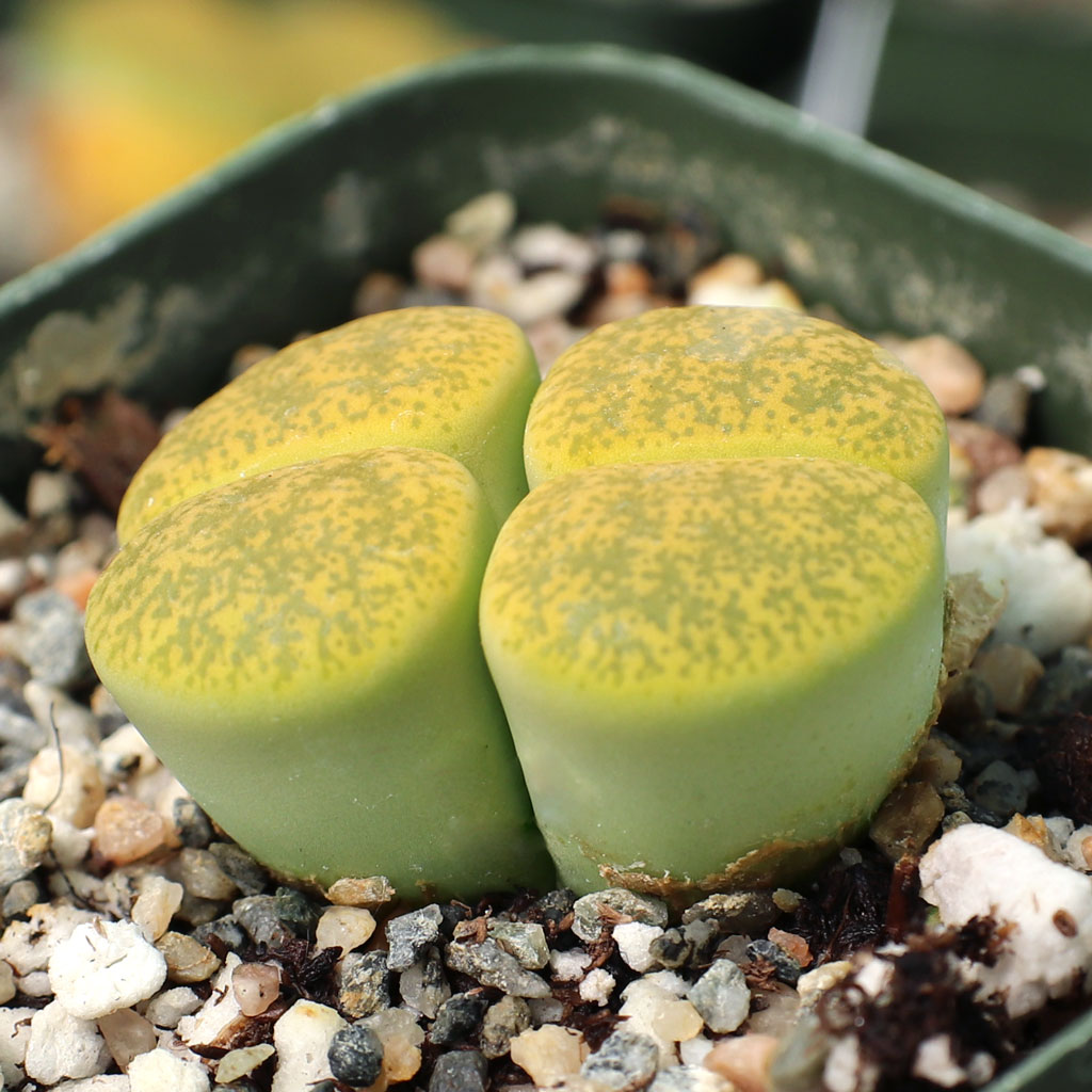 I just received my lithops today. Can I go ahead and repot them today?