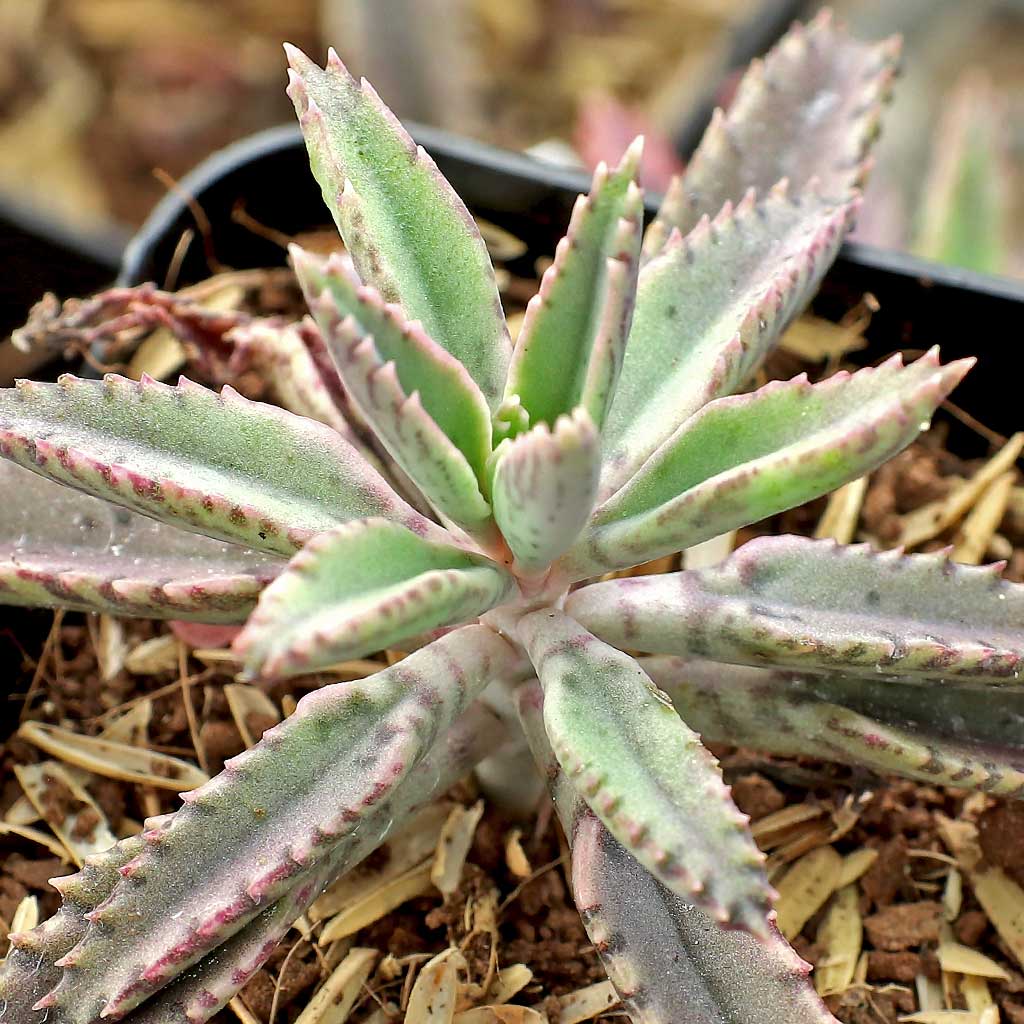 What do you do when your kalanchoe gets leggy