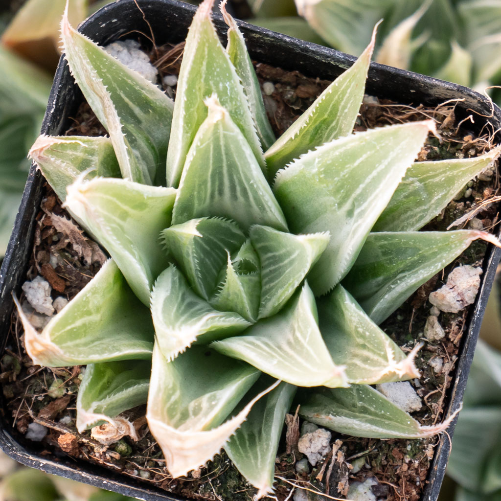 Haworthia retusa 'White Ghost' Questions & Answers