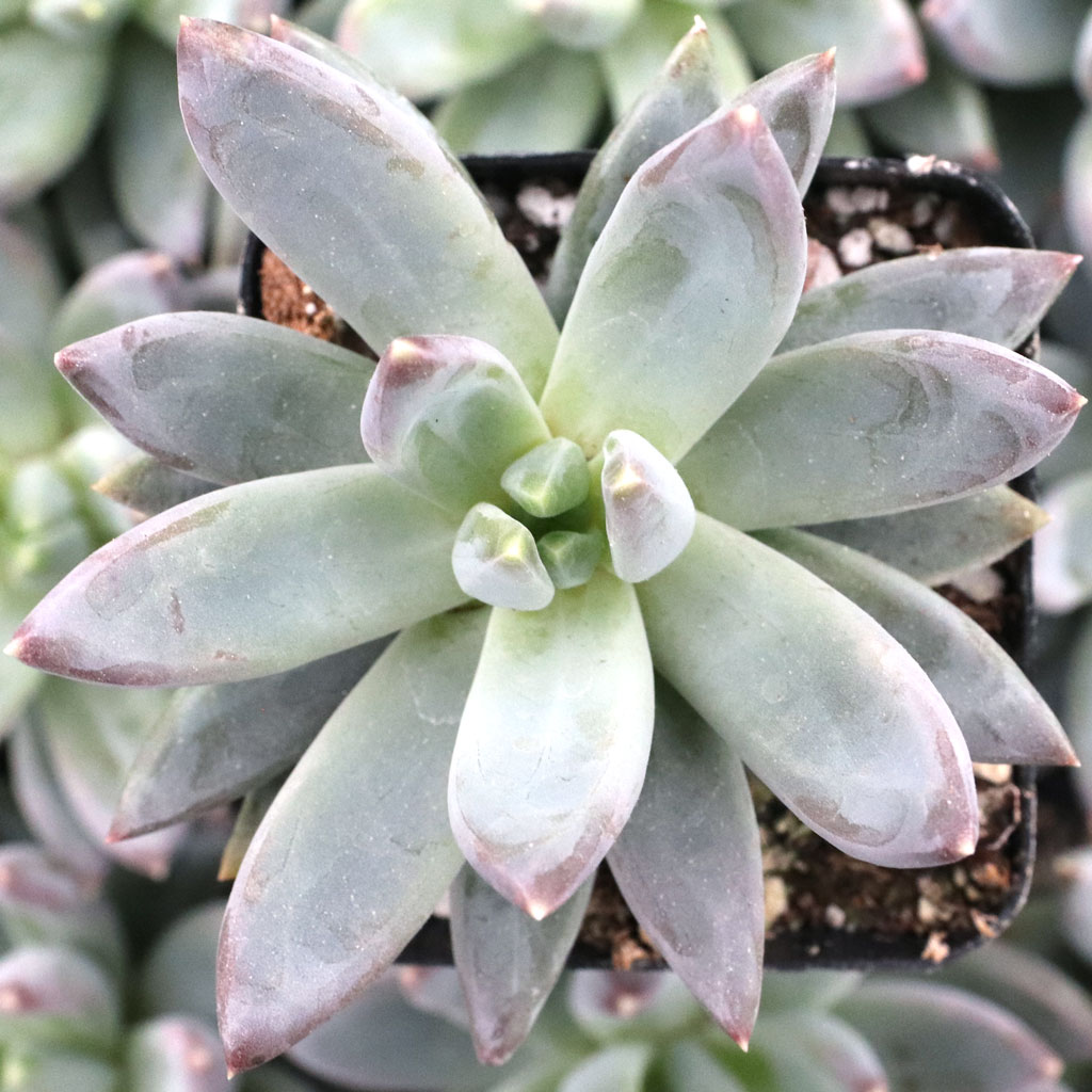 Pachyveria 'Yvonne' Questions & Answers