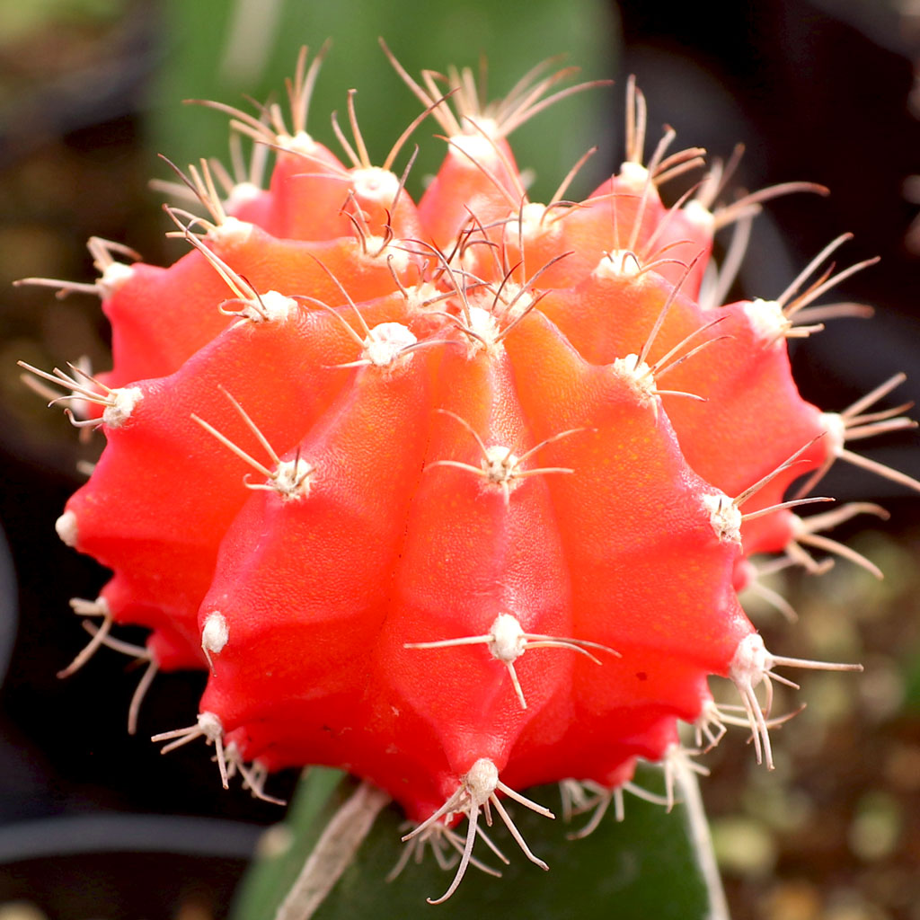 Gymnocalycium mihanovichii - Grafted Moon Cactus [orange] Questions & Answers