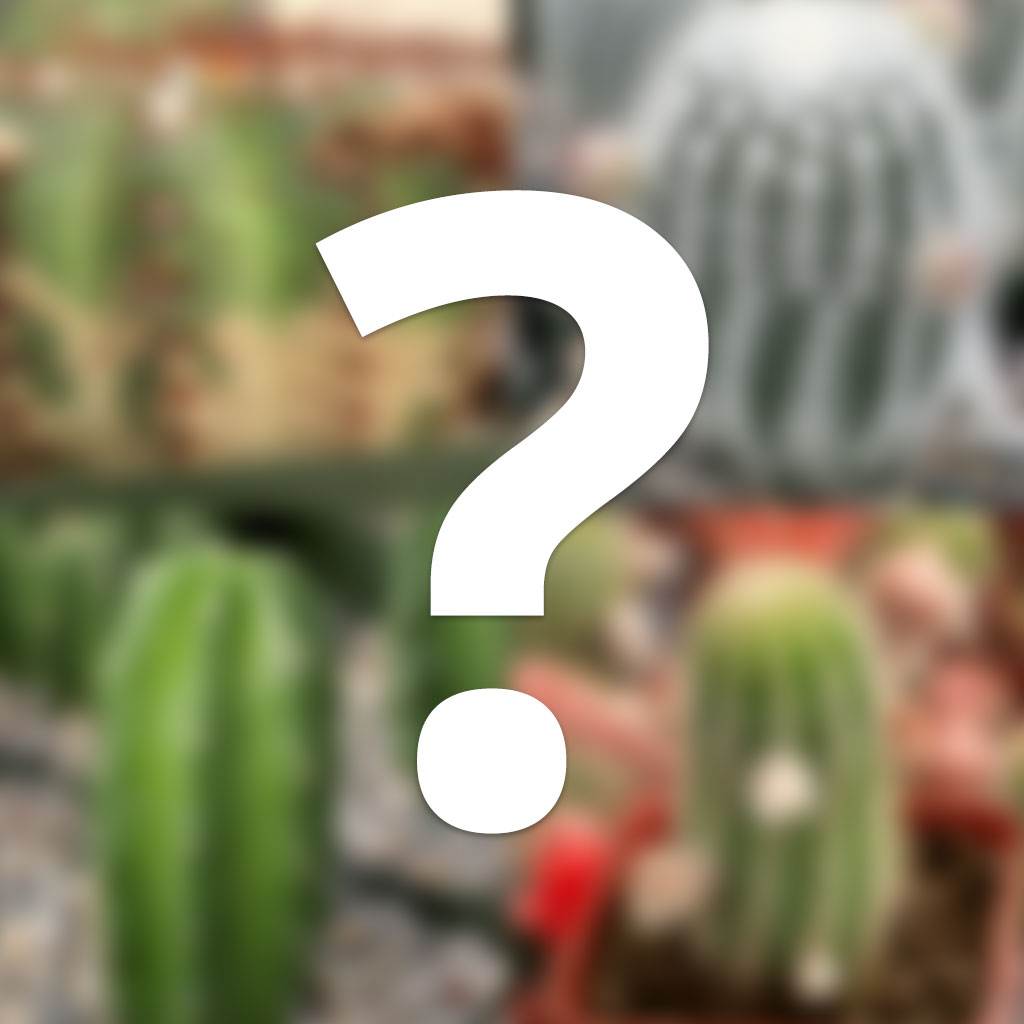 Mystery Cactus [landscape quality] Questions & Answers