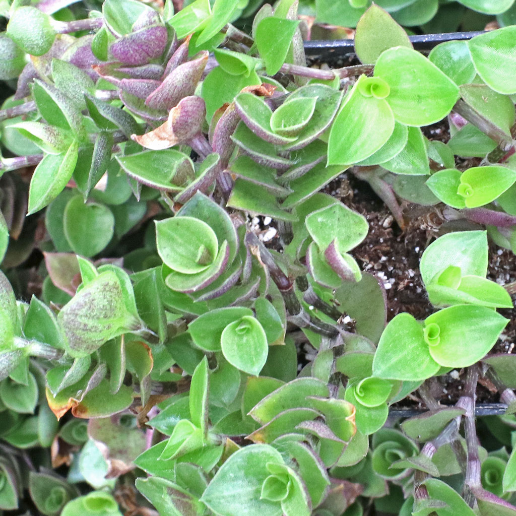 I live in zone 9A. When does the Turtle vine turn black. I am looking for FULL SUN ground cover