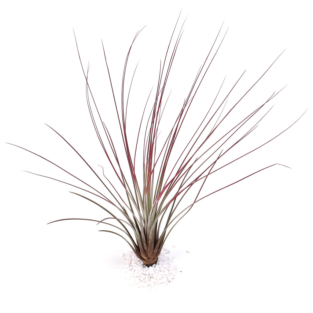 Air Plant - Tillandsia juncea (red, enhanced) [10.0"] Questions & Answers