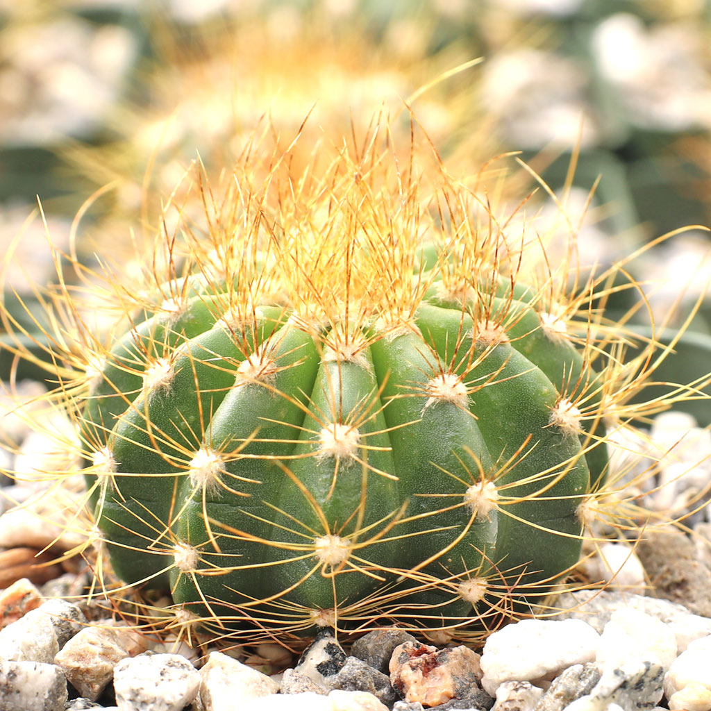 How large a pot should I put this particular cactus in