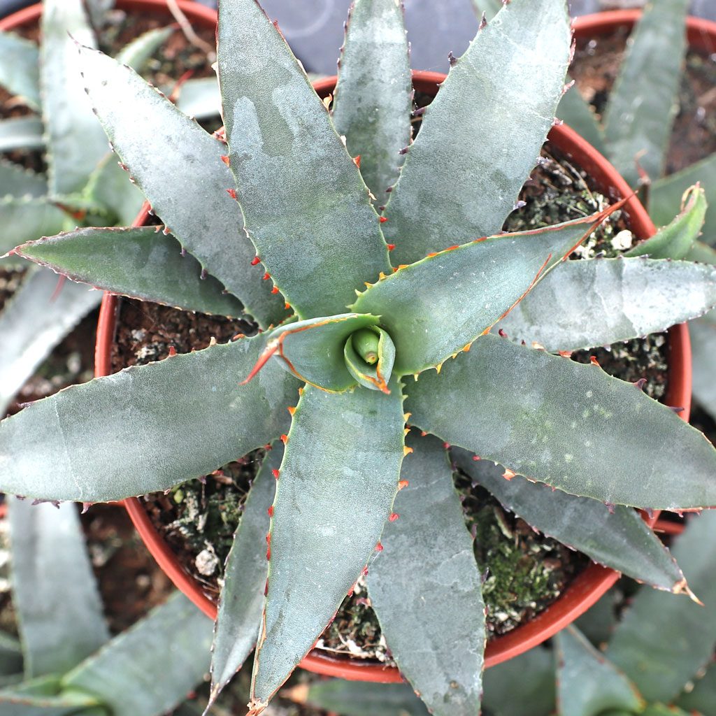 Is Agave 'Blue Emperor' used to make taquila?