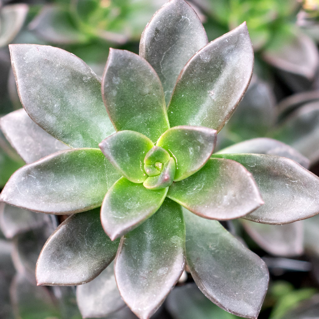 Echeveria 'Licorice' Questions & Answers