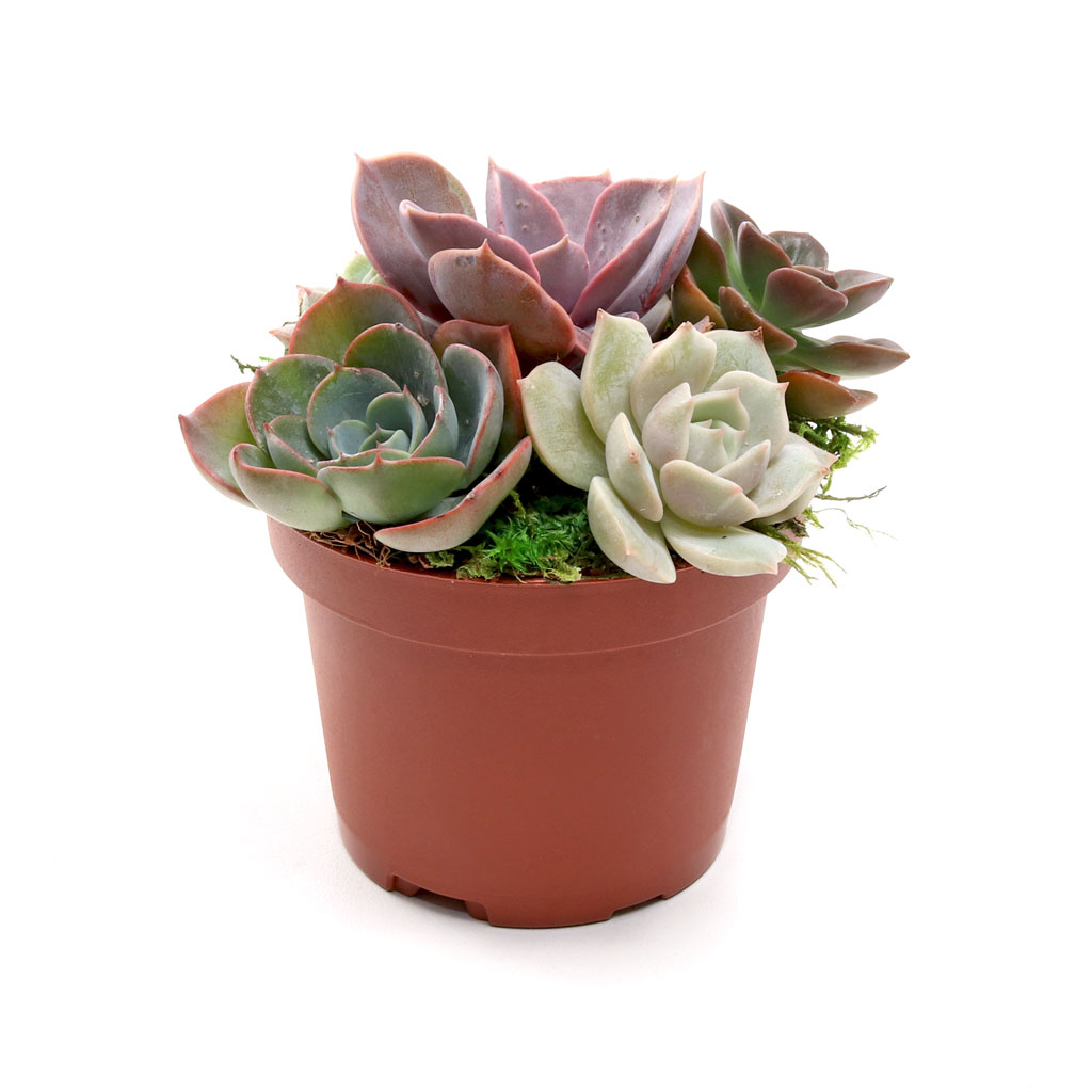 MCG Sundry Gardens™ Echeveria 3.5in Questions & Answers