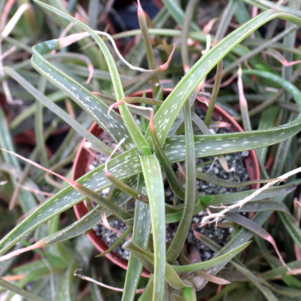 Aloe 'Grassy Lassie' [large] Questions & Answers