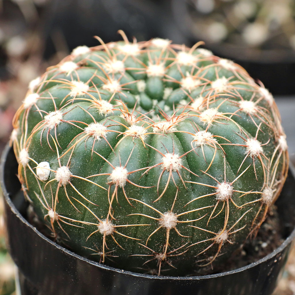 Will my parodia werneri die after its first flowers bloom?