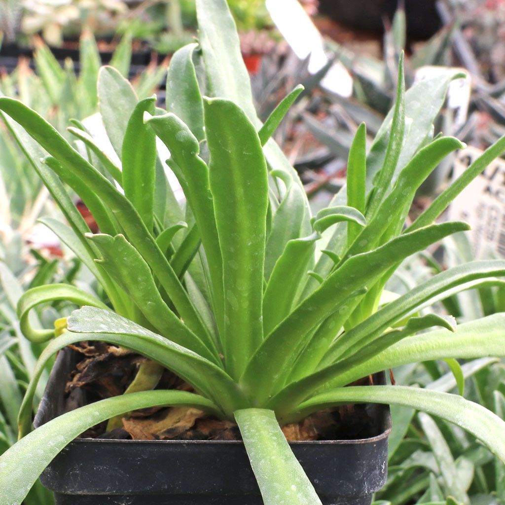 Lewisia 'Little Plum' Questions & Answers