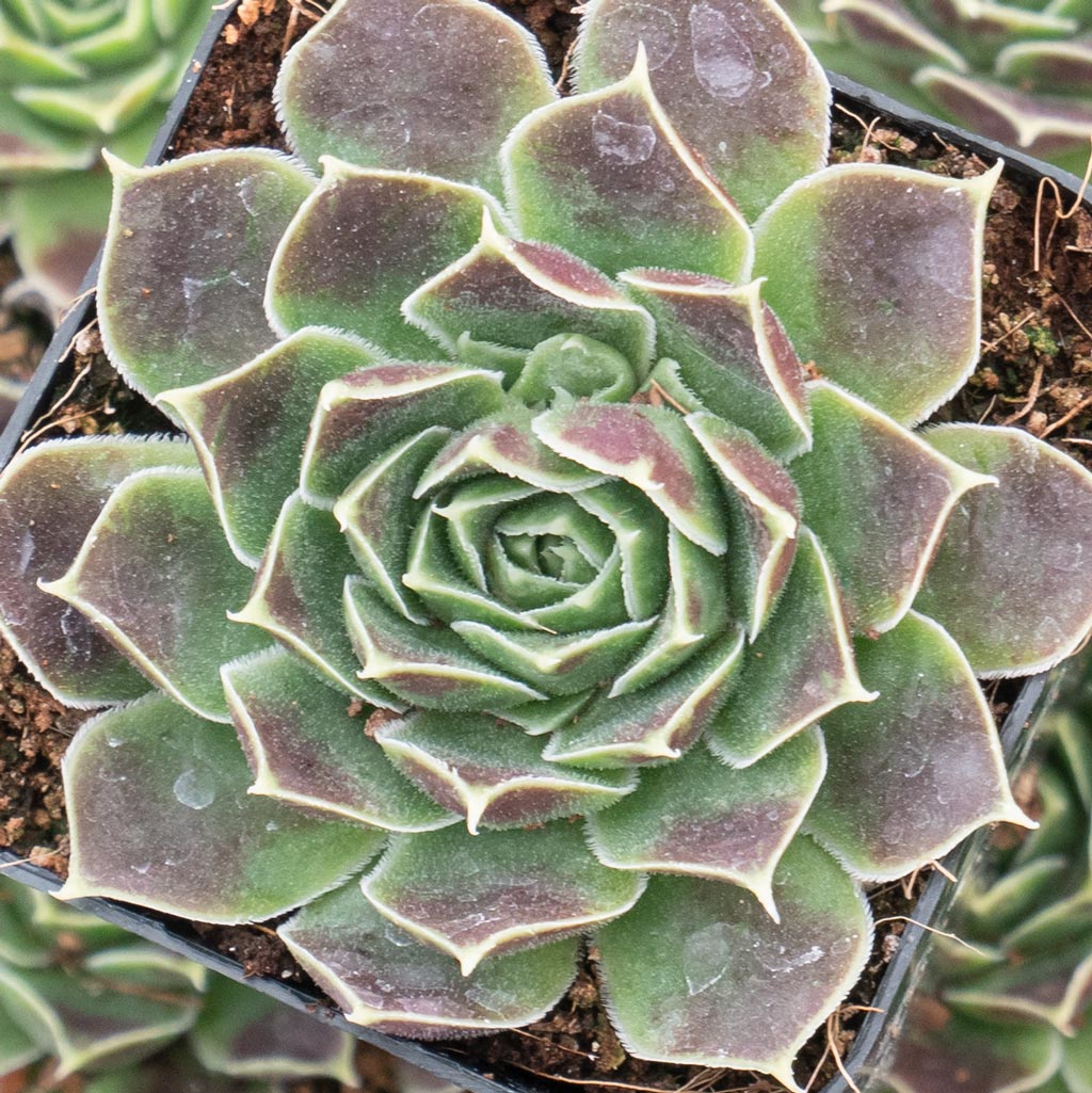 Sempervivum heuffelii 'Alcmene' Questions & Answers