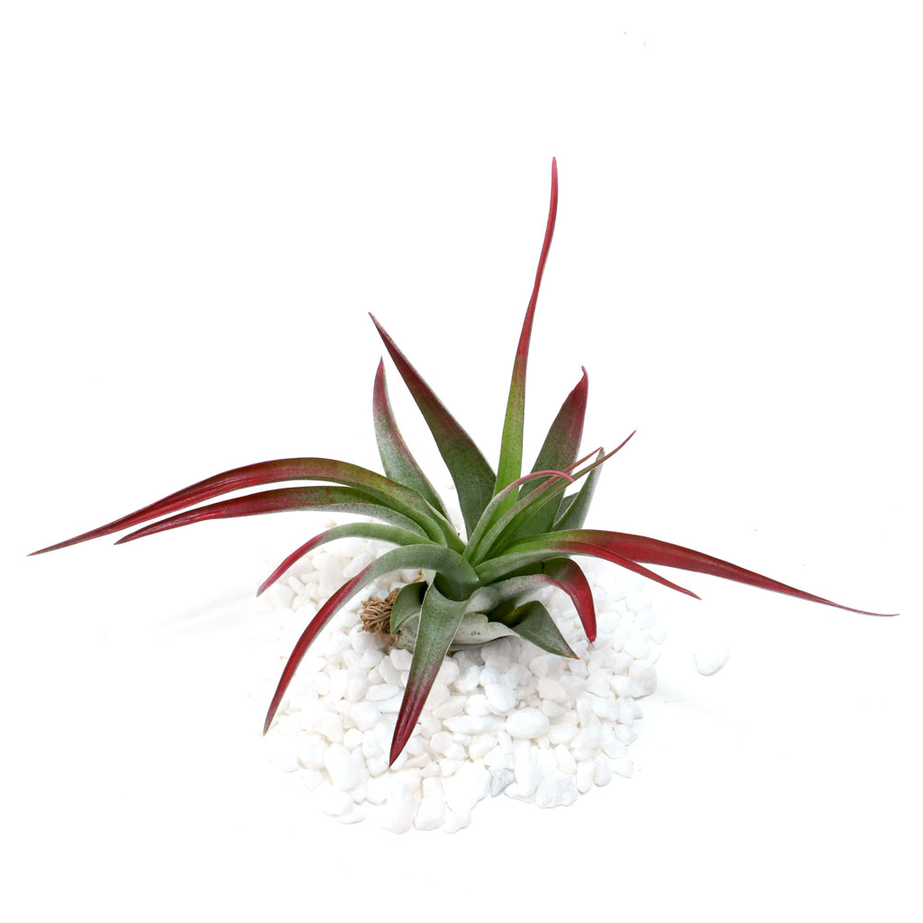 Air Plant - Tillandsia brachycaulos (red, enhanced) [4.0-5.0"] Questions & Answers