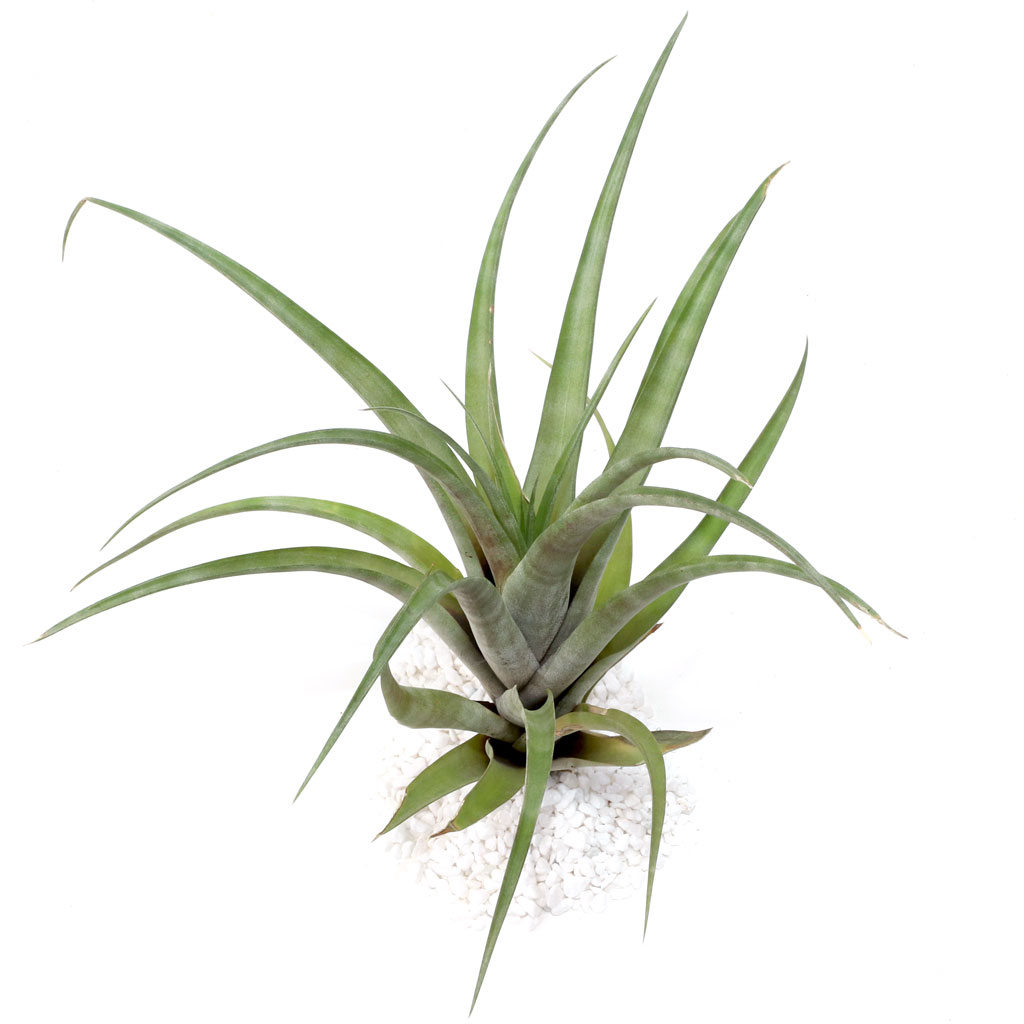 Do tillandsia benefit from grow lights?