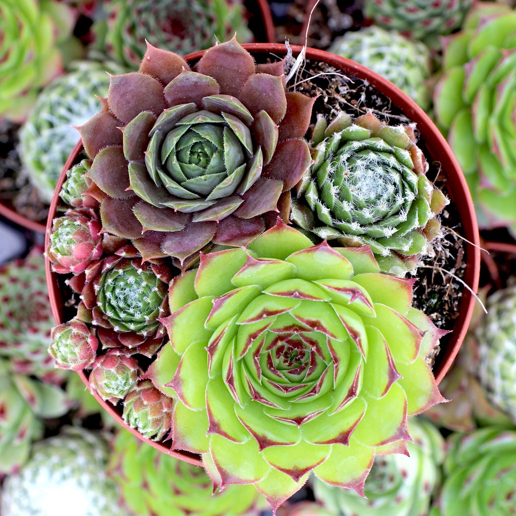 I’ve always grown sempervivum in pots. Would they thrive if planted in the ground? I’m in Zone 6a. Thank you.