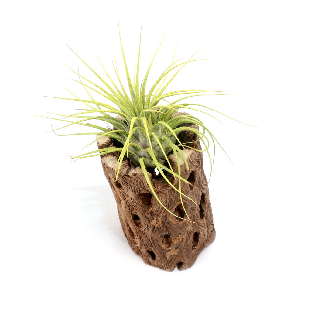 What is the best method for attaching airplants to the wood you sell?