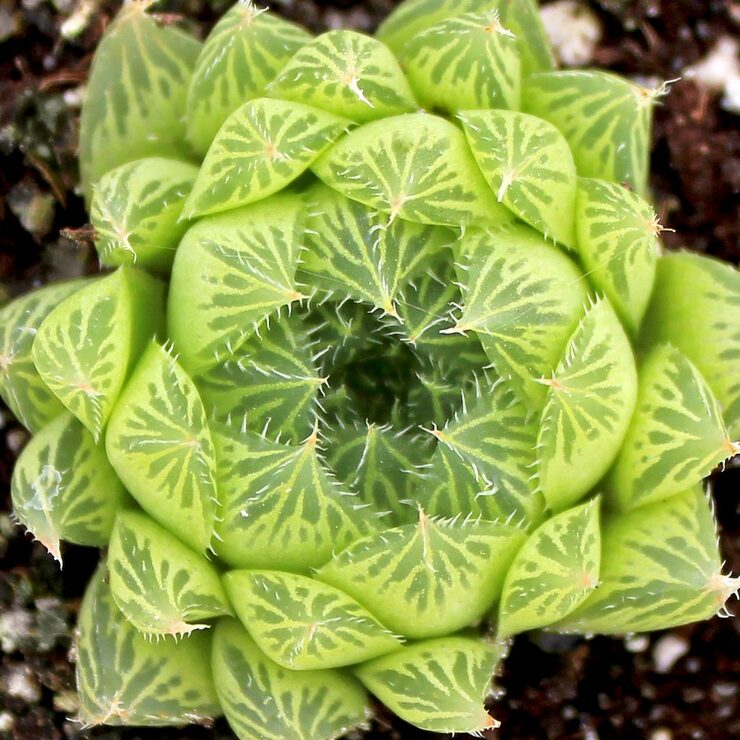 Haworthia cooperi- planted two plugs received from you- They changed color dramatically quickly. In So Cal- sick?