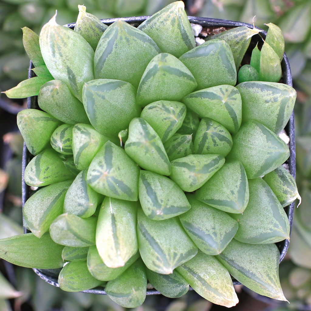 Haworthia cooperi var. picturata Questions & Answers