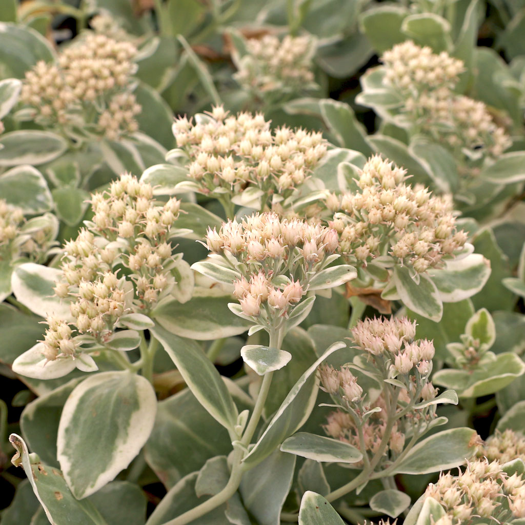 Sedum 'Frosty Morn' Questions & Answers