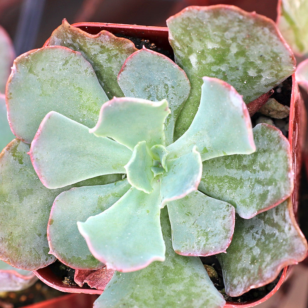 Echeveria 'Blue Curls' Questions & Answers