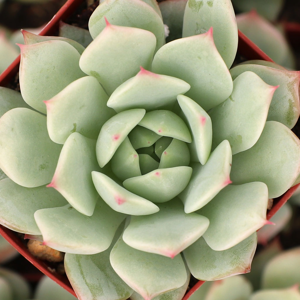 Echeveria 'Mindo Ilin' Questions & Answers