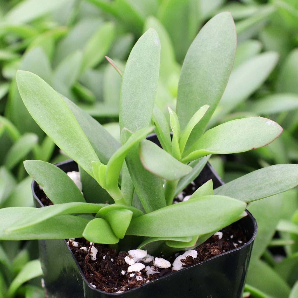 Crassula cultrata Questions & Answers