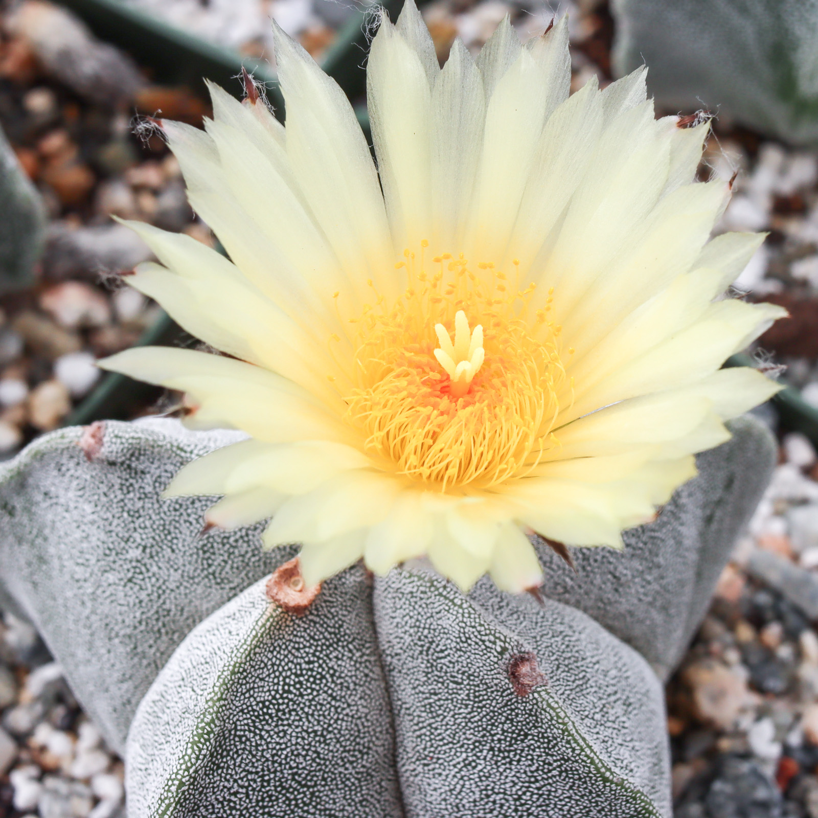 Astrophytum myriostigma - Bishop's Cap [large] Questions & Answers