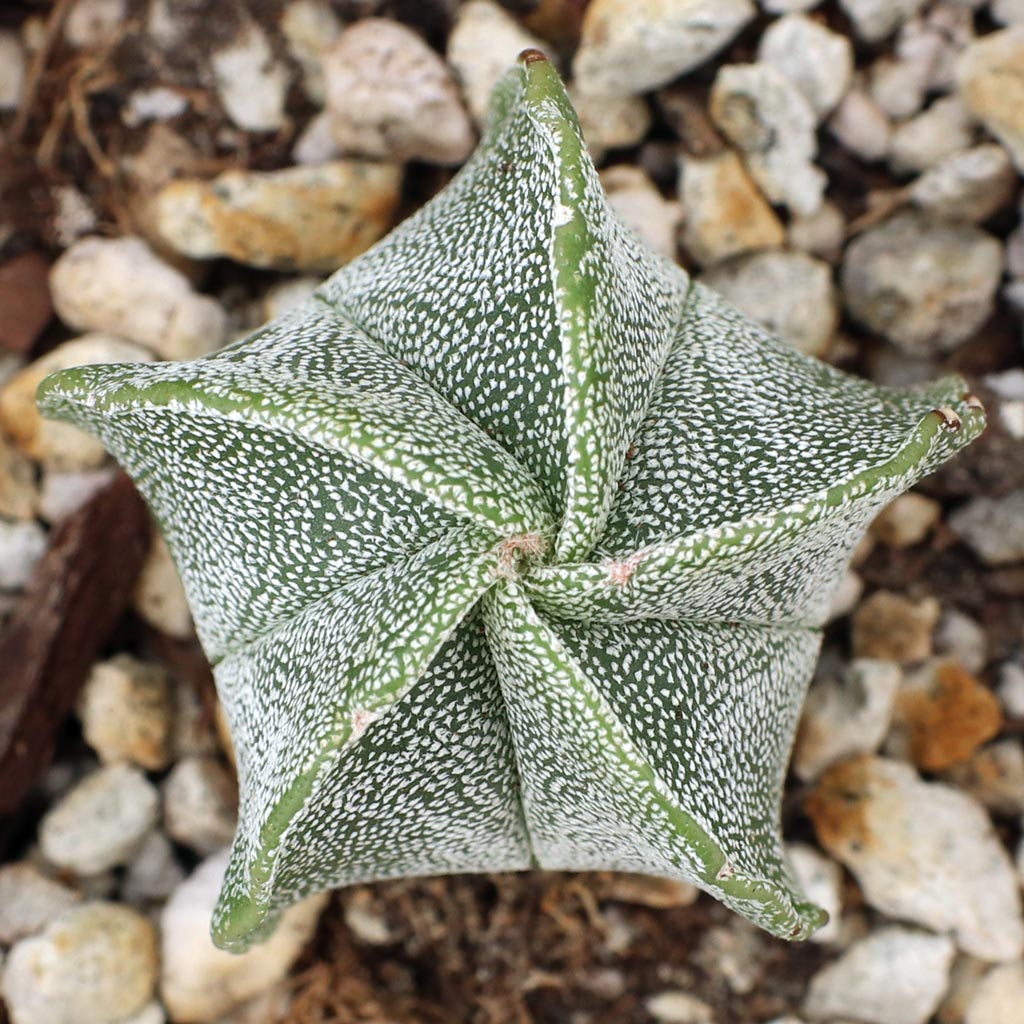 some astrophytum myriostigma are vertical and others are Spiral twisted, do yours have a twist?