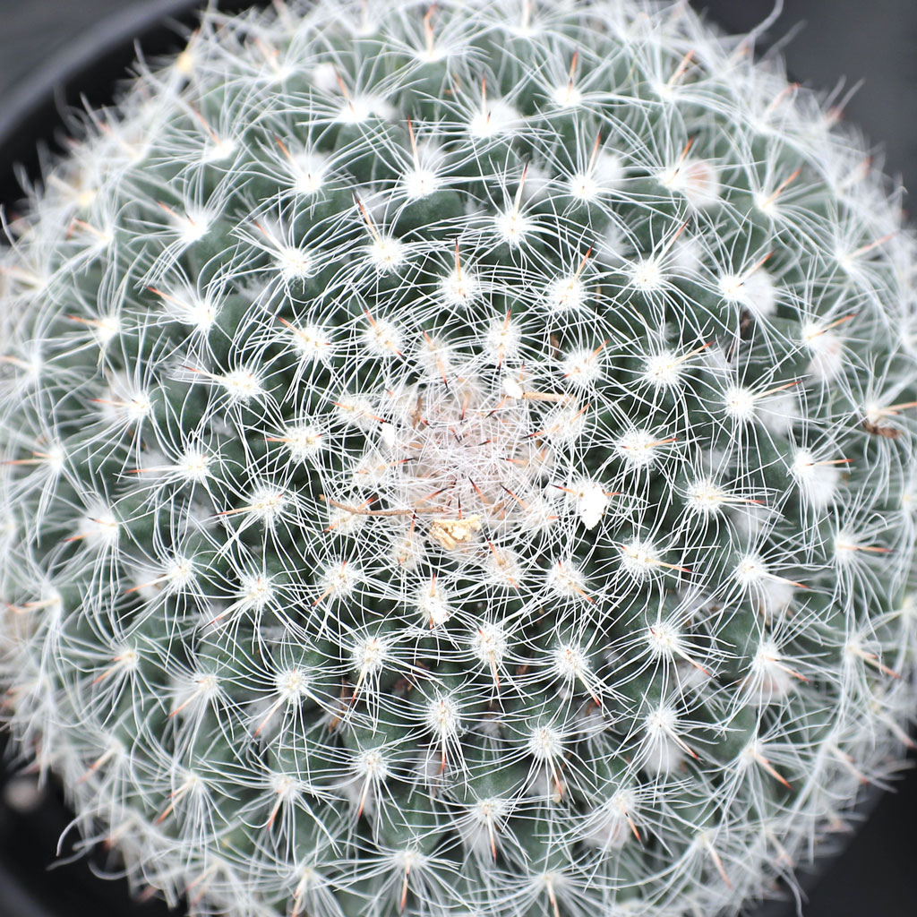 Mammillaria hahniana - Old Lady Cactus [large] Questions & Answers