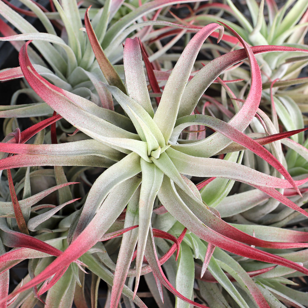 Air Plant - Tillandsia capitata (raspberry, enhanced) [3.0"-4.0"] Questions & Answers