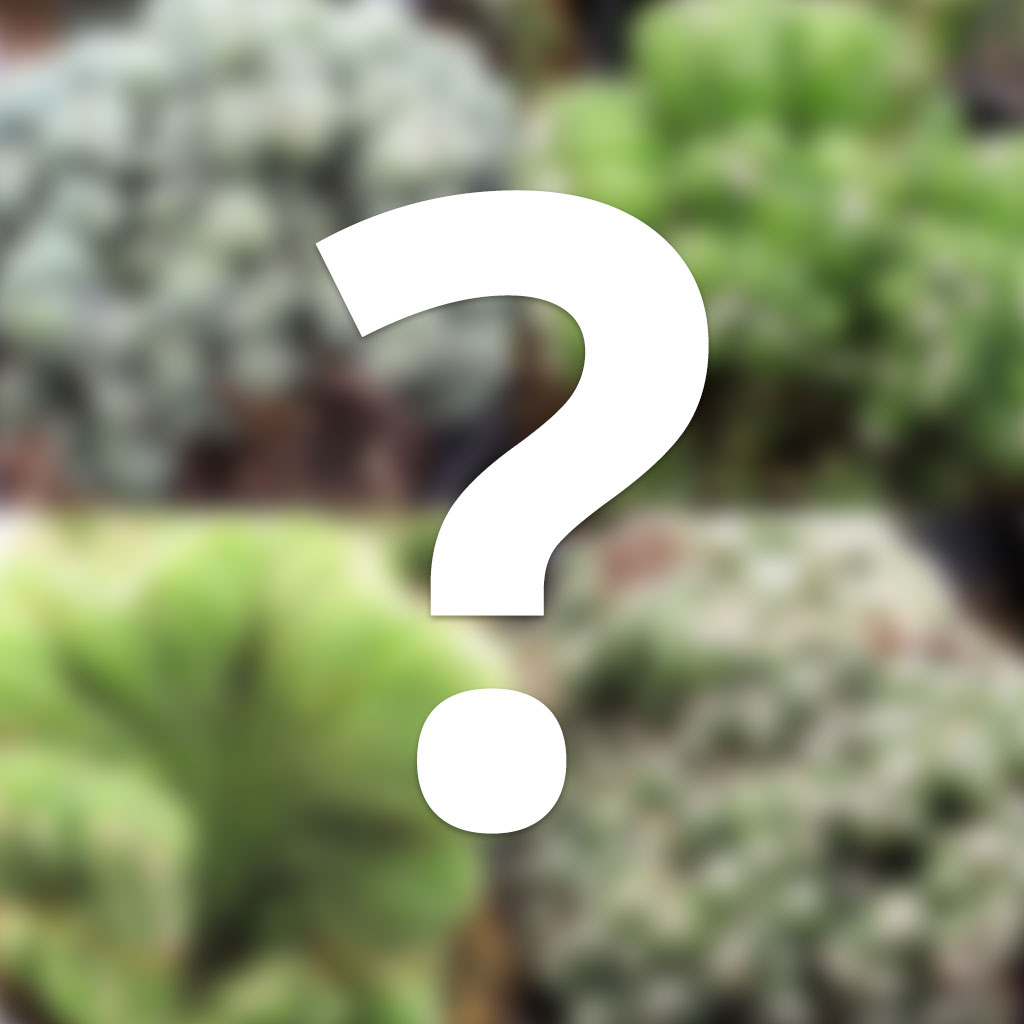 Mystery Monster Cactus [large] Questions & Answers