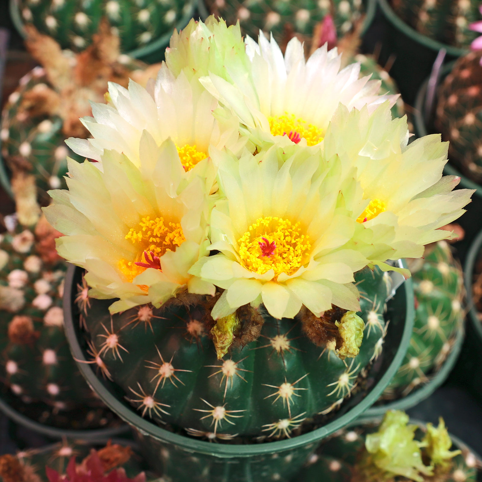 Do you ship plants that are of blooming size?