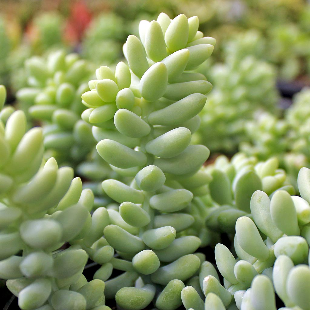 What is the scientific name for the Burro’s Tail?