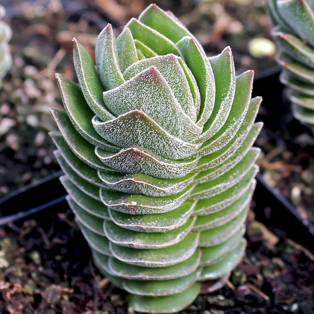 Does Buddha's Temple send out babies or cluster? Photo shows starts on some.