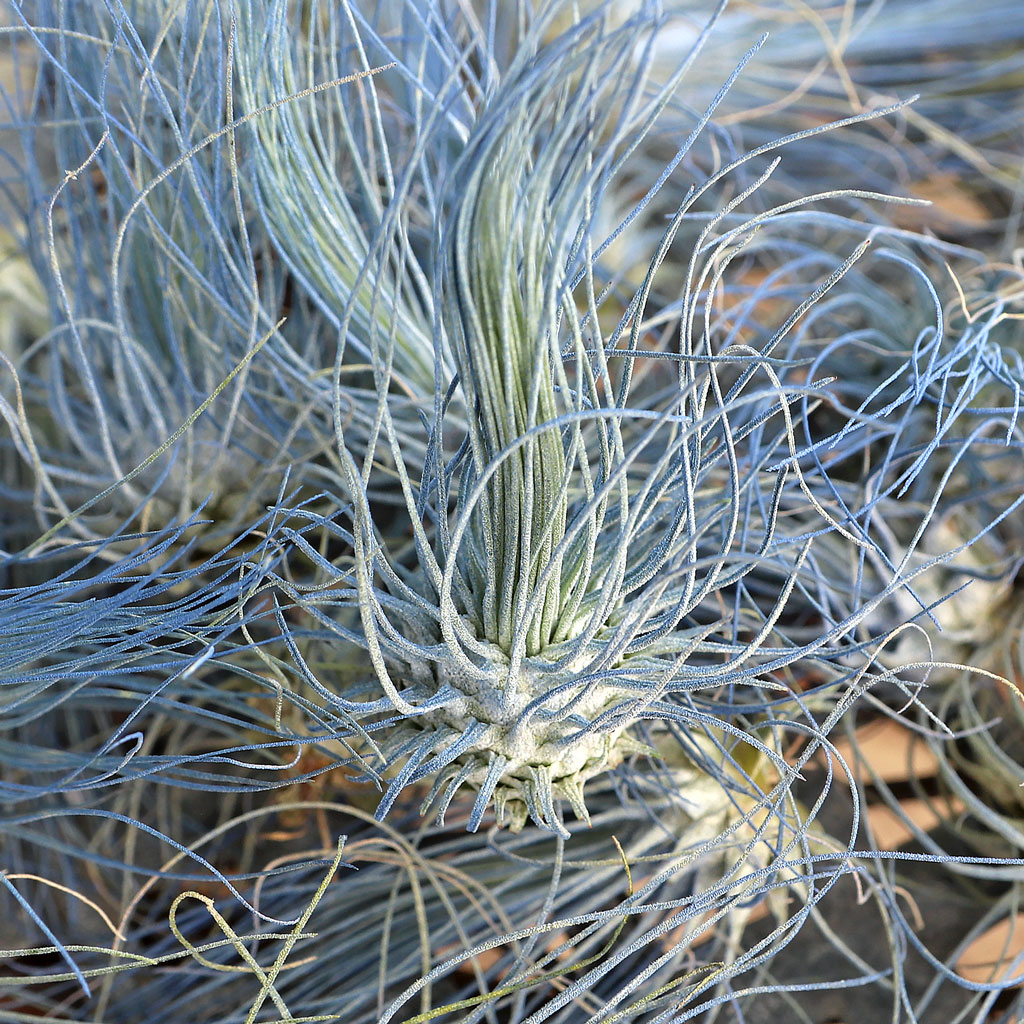 Air Plant - Tillandsia fuchsii (blue, enhanced) [3.0-4.0"] Questions & Answers